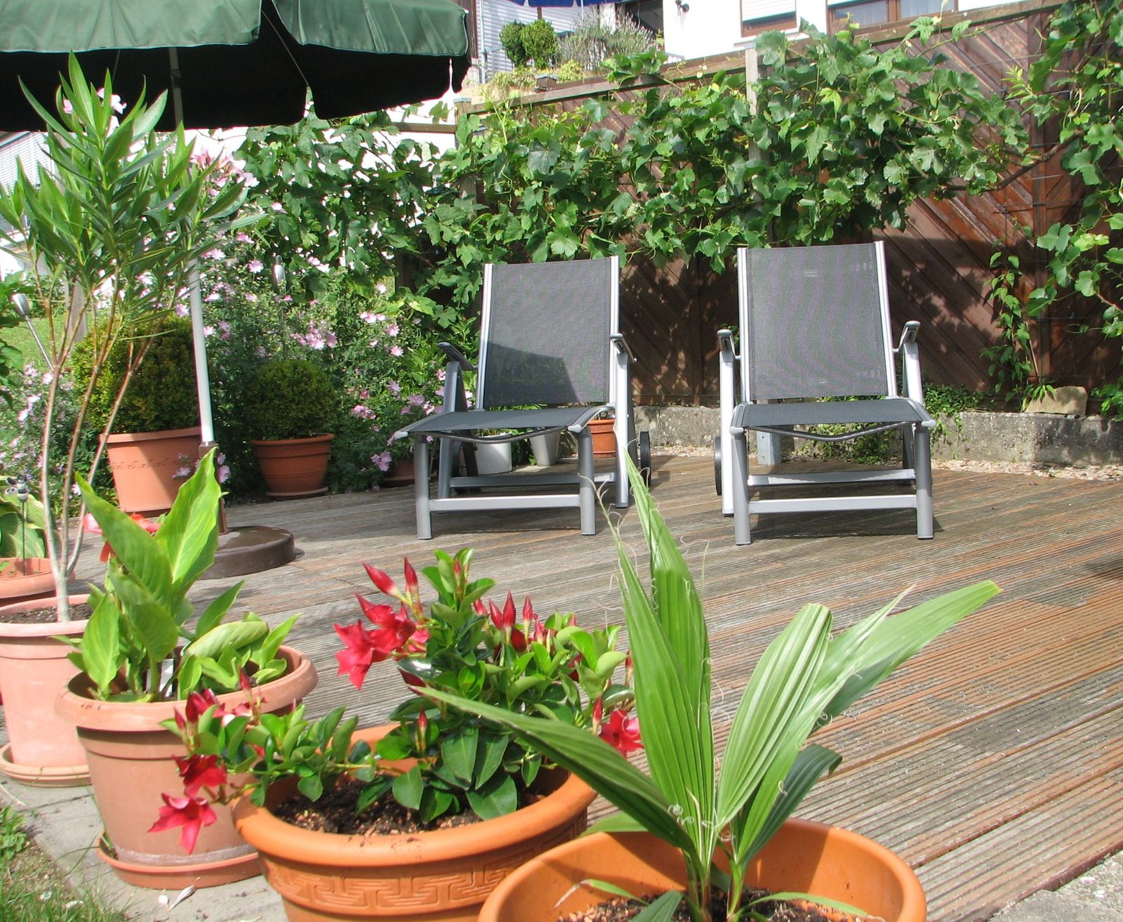 Sonnige Gartenterrasse mit Liegestühlen und Kübelpflanzen
